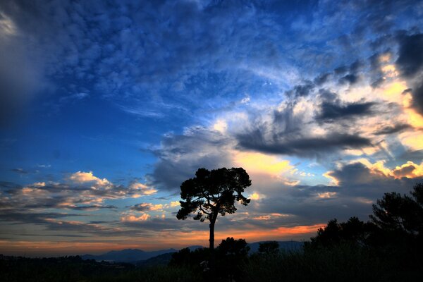 Puesta de sol de la tarde contra un árbol