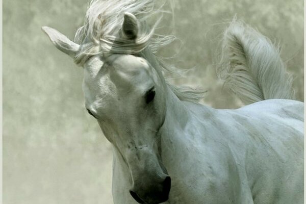 Cheval blanc en course avec crinière en développement