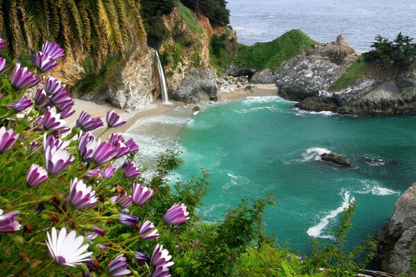 Purple flowers on the rocks