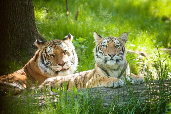 Chats sauvages sur une bûche dans la forêt