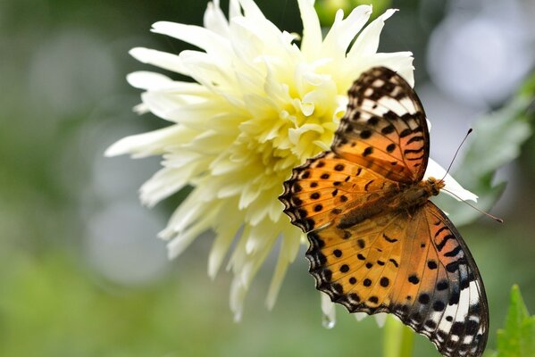 Orangefarbener Schmetterling auf gelber Dahlie