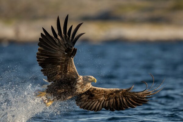 Raubvogel Adler-Schwanz fliegt nach Beute zum Wasser