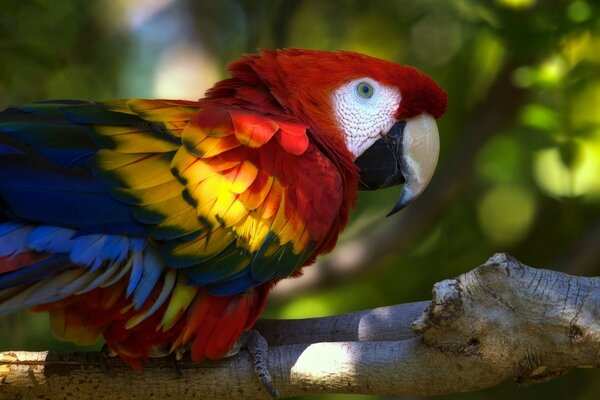 Bright pupugaya macaw in nature