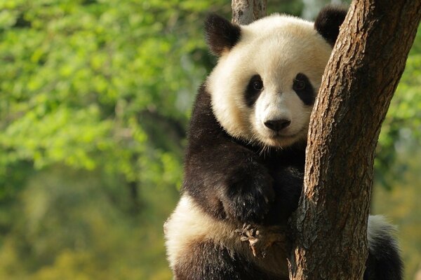 Panda di peluche seduto su un albero