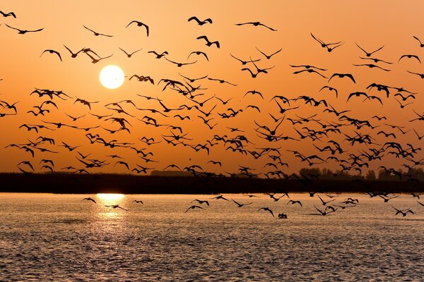 A flock of birds flies over the lake on the background of sunset