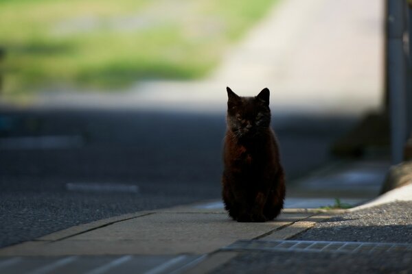 Gato negro sentado en la carretera