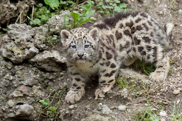 Foto di un cucciolo di leopardo nella foresta