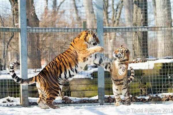 Tigresse joue avec son petit dans une volière en hiver