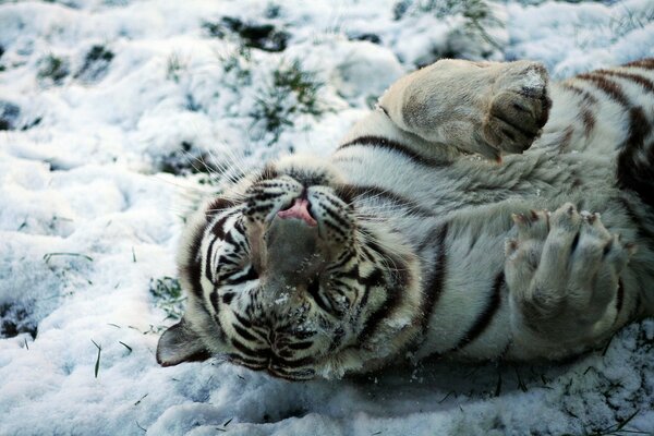 Der weiße Tiger schwelgt im Schnee