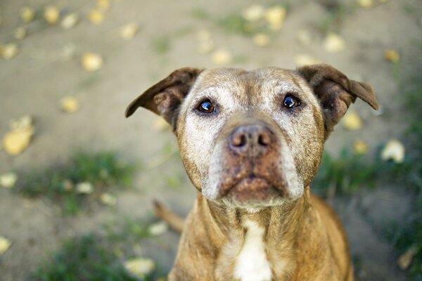 A dog with cute eyes and drooping ears looks into the frame