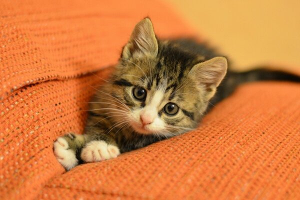 Schnurrende Katze auf einem orangefarbenen Sofa