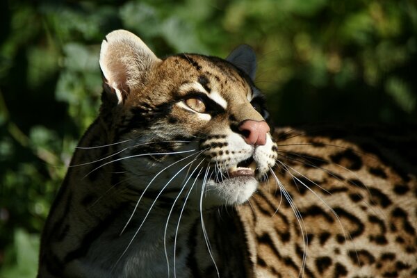 Gato salvaje con dientes afilados