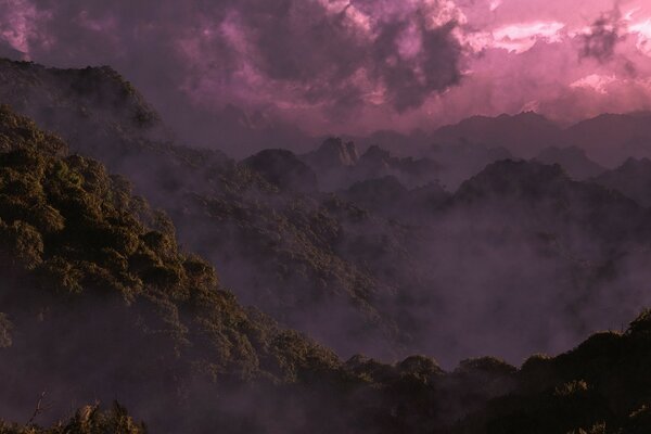 Niebla envuelve selva tropical