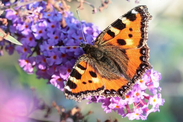 Urticaire papillon sur une branche de lilas