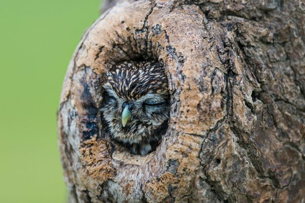 Búho durmiendo en el hueco de un árbol