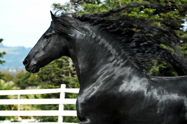 What a handsome man. The mane is like silk