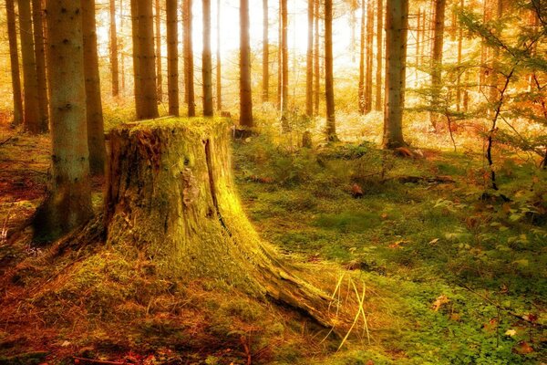 A stump in the rays of the sun in the autumn forest