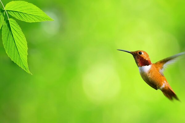 The flapping of hummingbird wings on the background