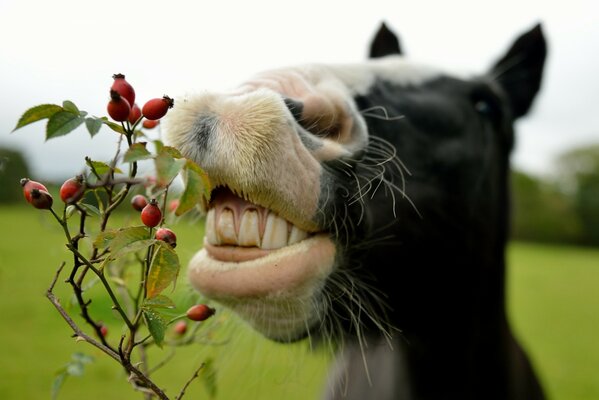 Foto cavallo mangia rosa canina