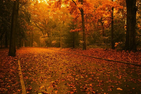 Camino con hojas a través del bosque de otoño