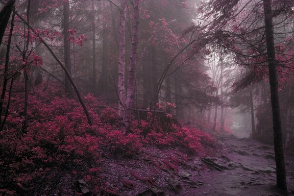 Dunkler rosa Wald im Nebel