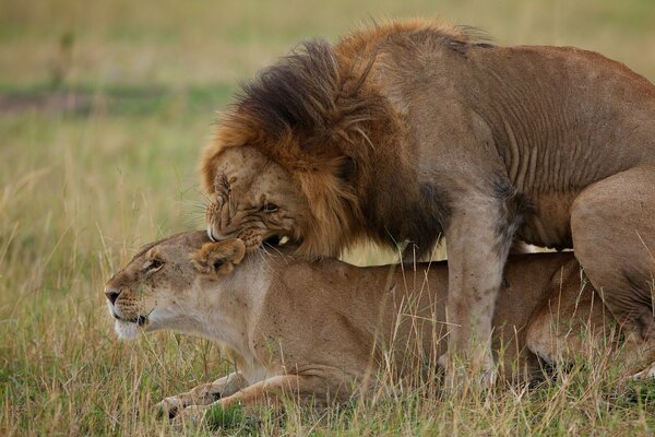 Lion d en haut sur la lionne s accouplent