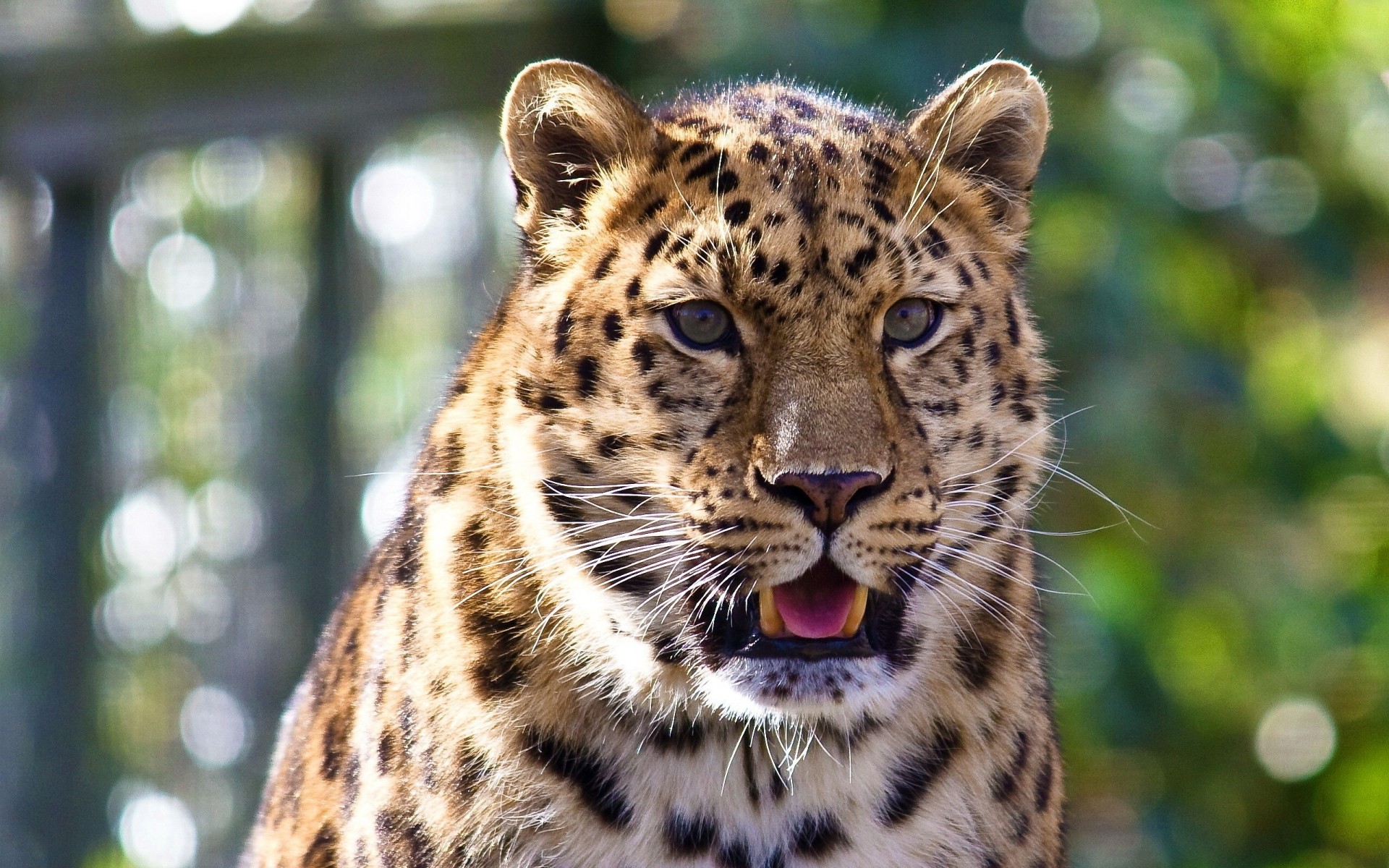 leopard zähne blick schnurrbart zunge