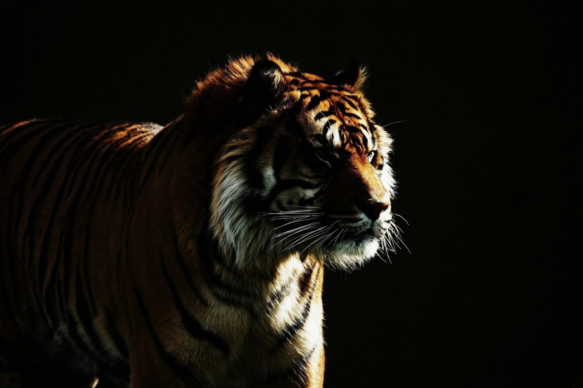 wild cat dark background tiger