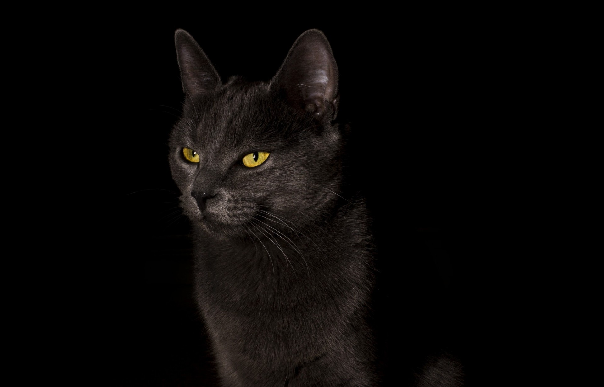 black background cat