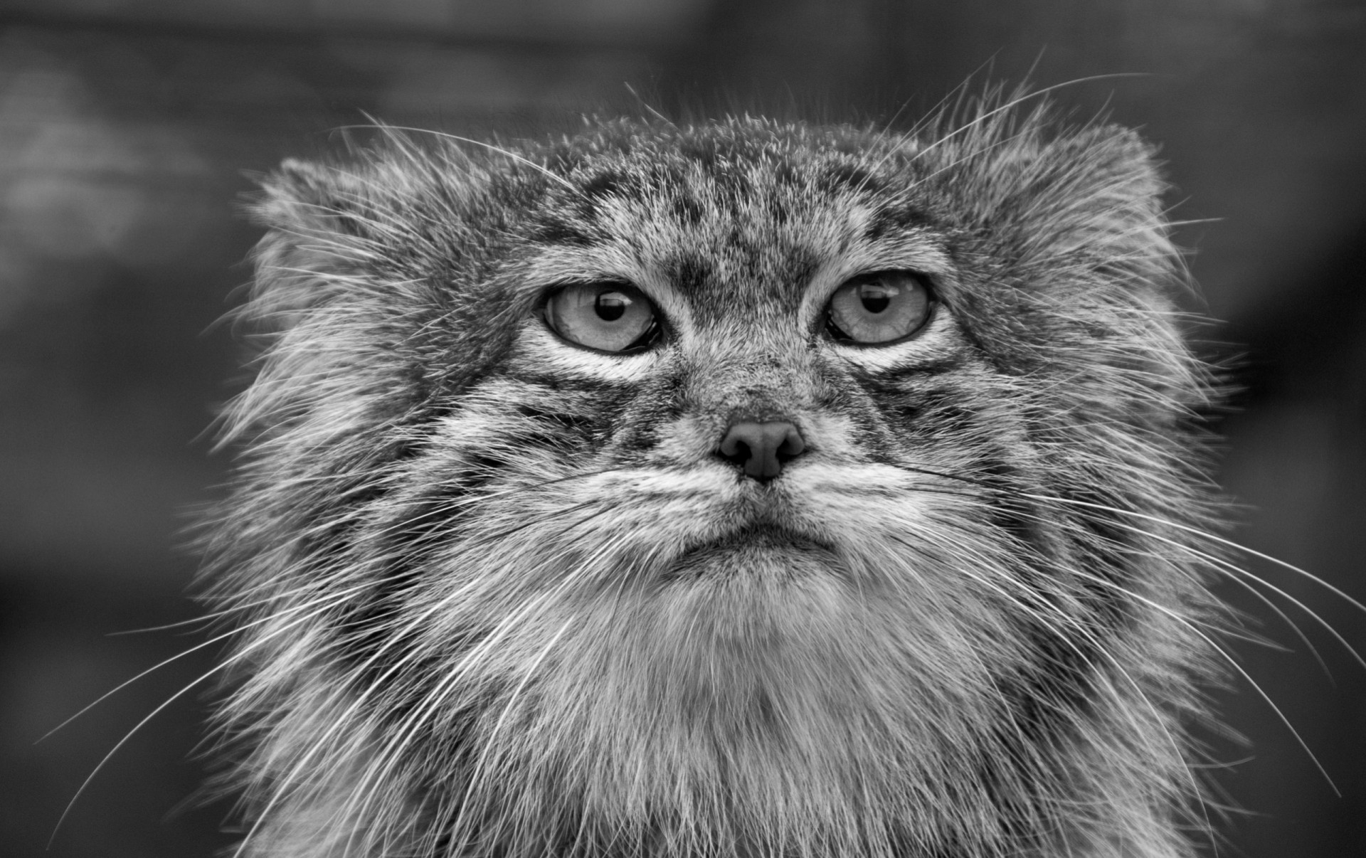 manul dents chat pallas noir et blanc portrait chat sauvage