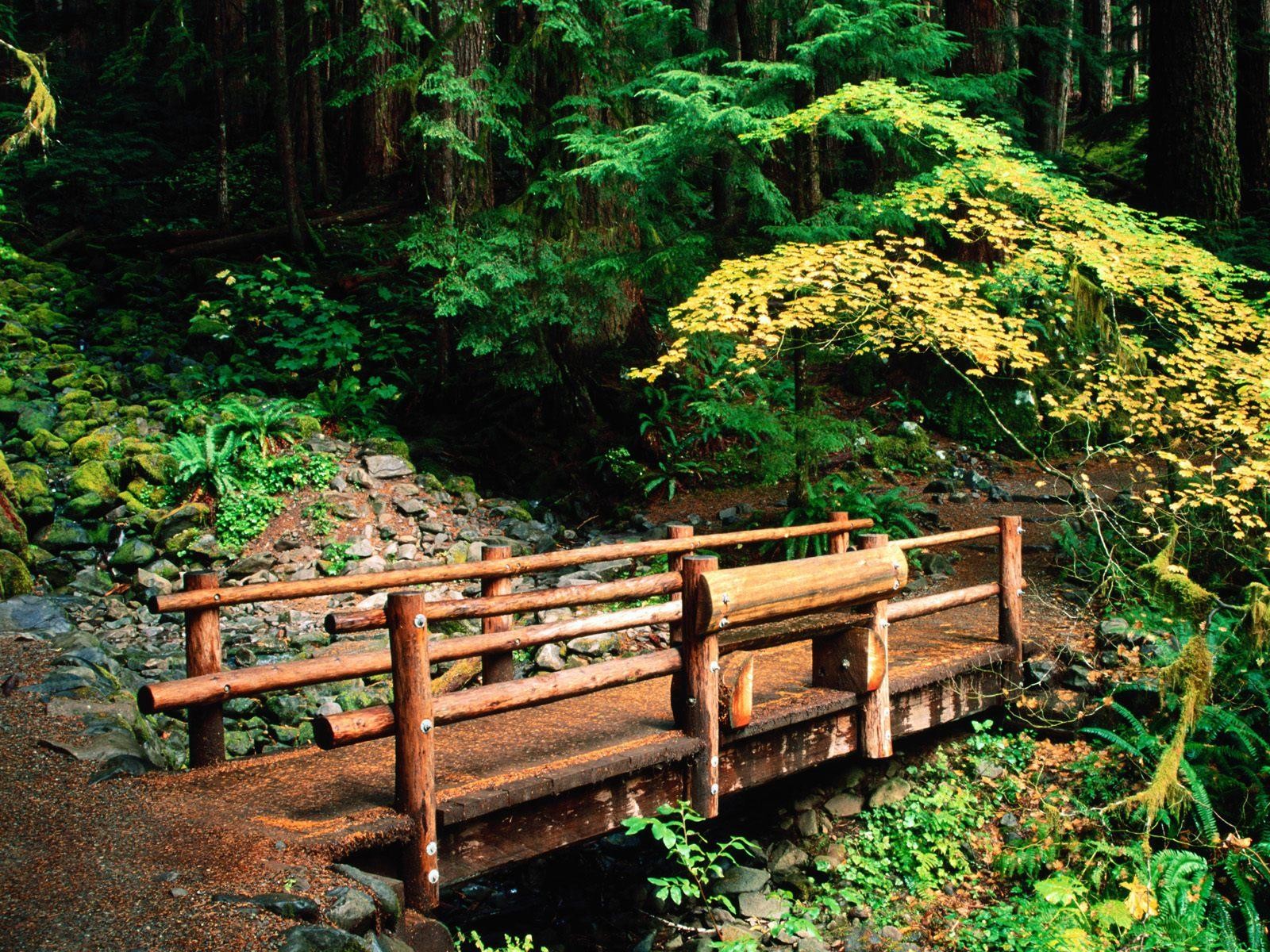 brücke wald sonnenlicht