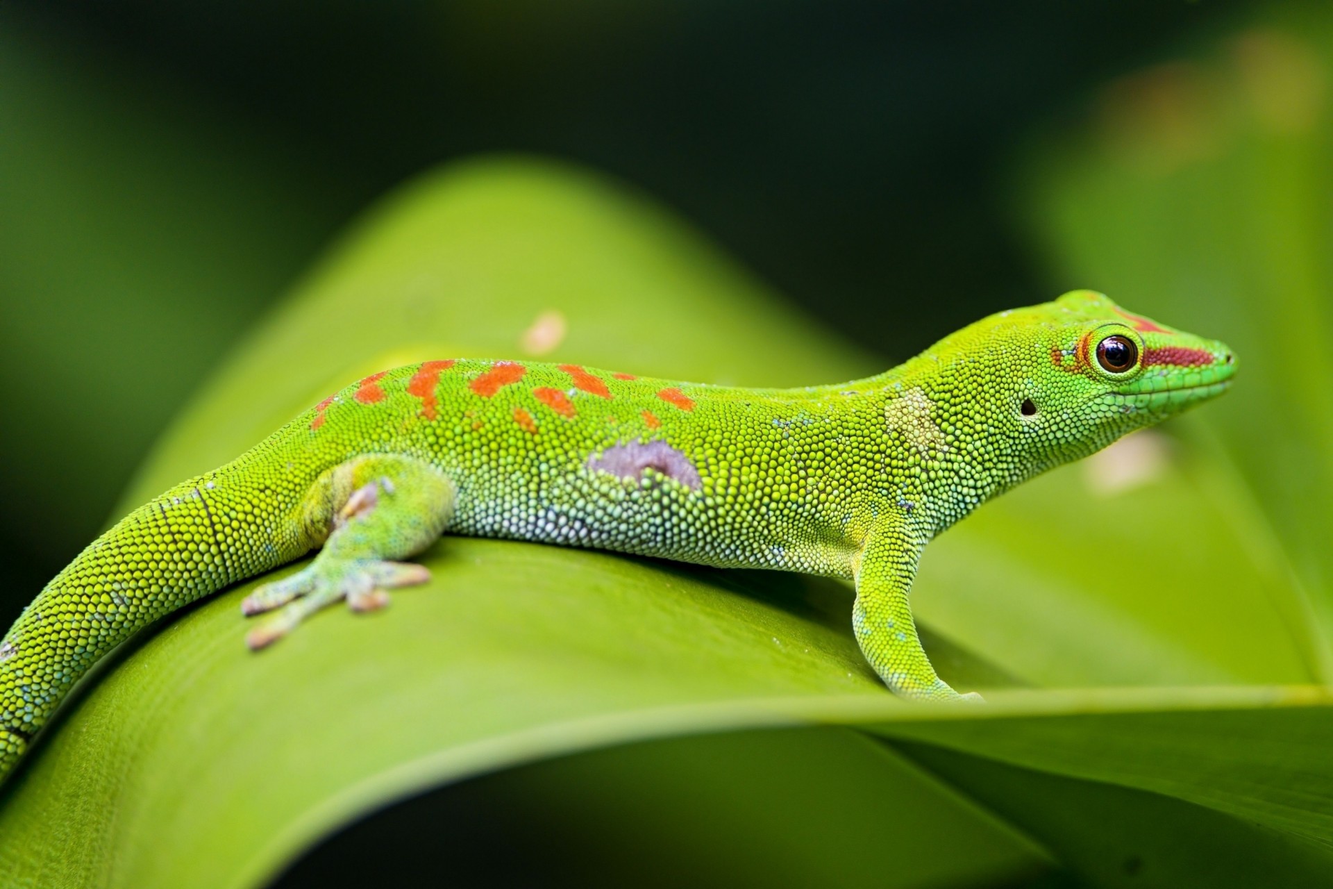 gros plan feuille lézard gecko