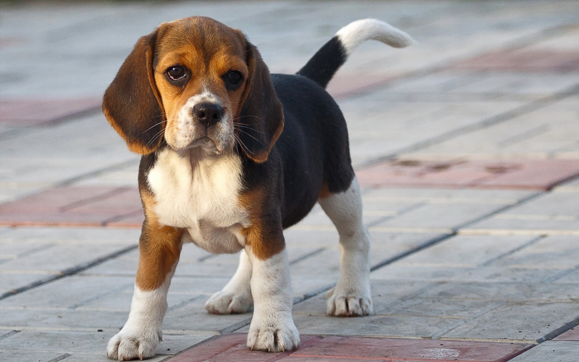 beagle chien ami chiot