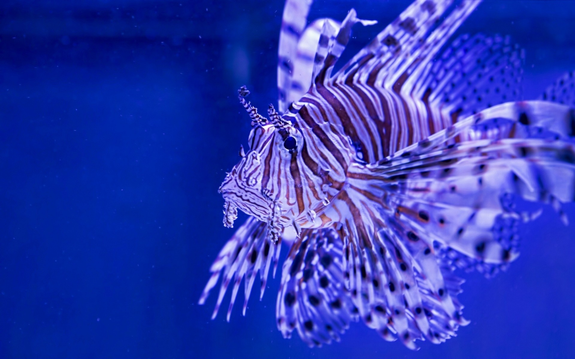 pesce leone pesce leone a strisce pesce zebra pesce leone pesce