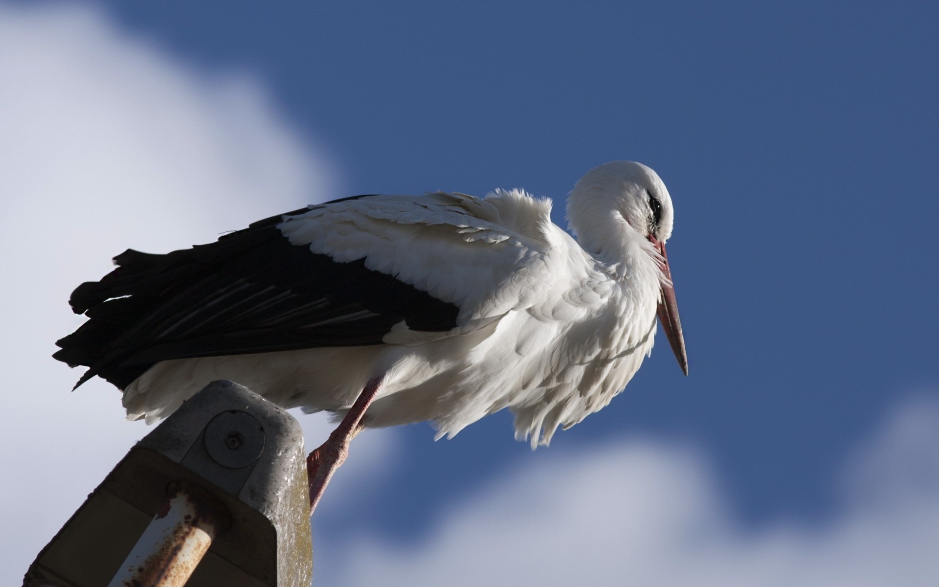 birds bottom view angle stork blurred background