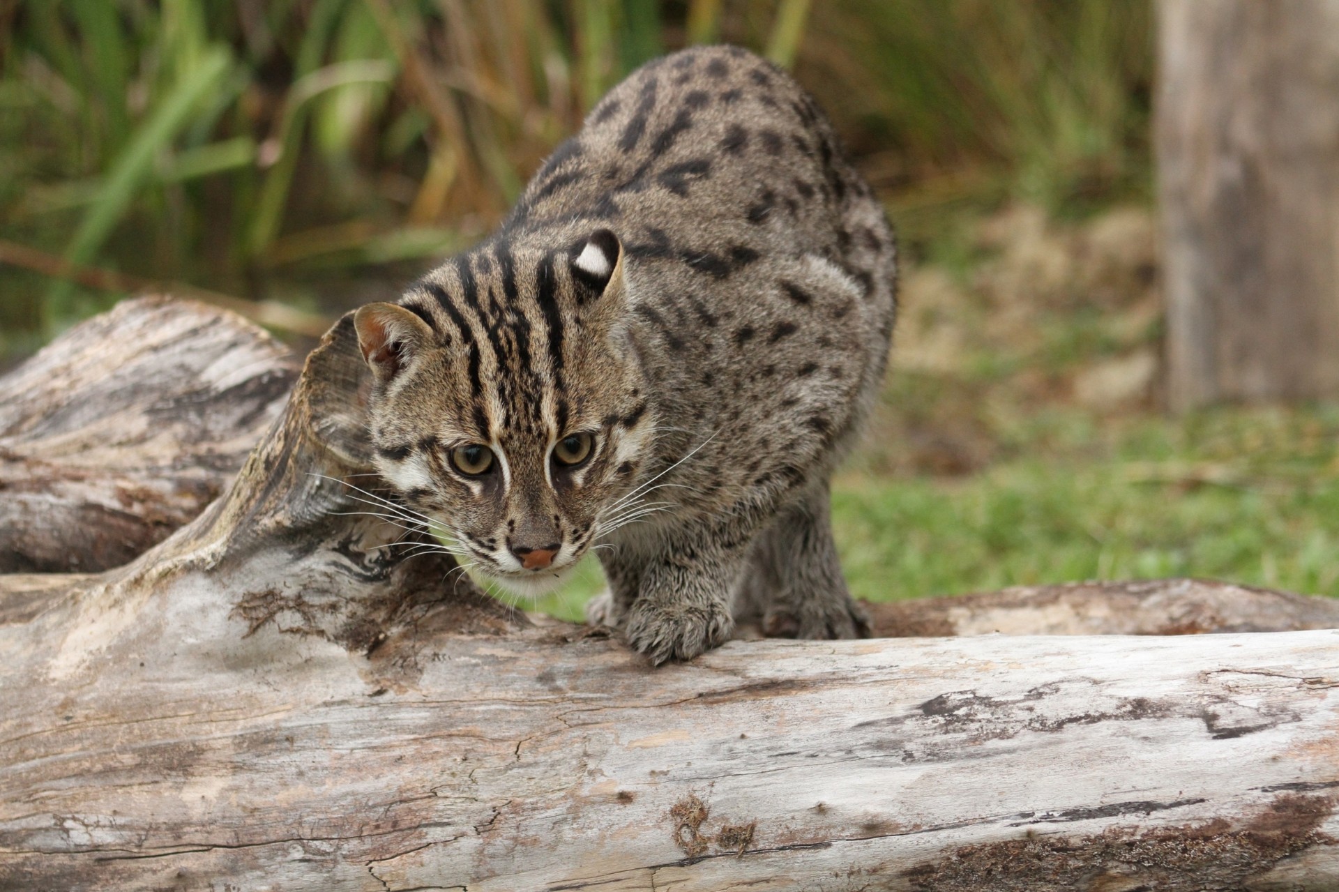 fishing cat the beast wild cat predator