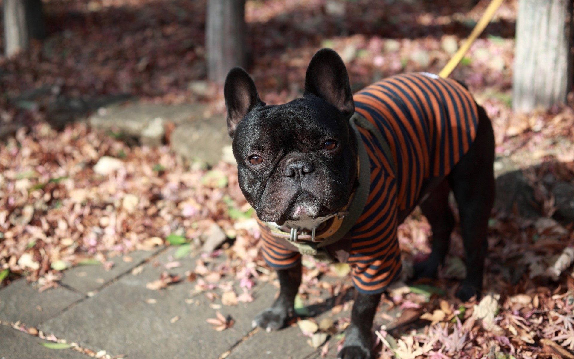 straße hund französische bulldogge leine