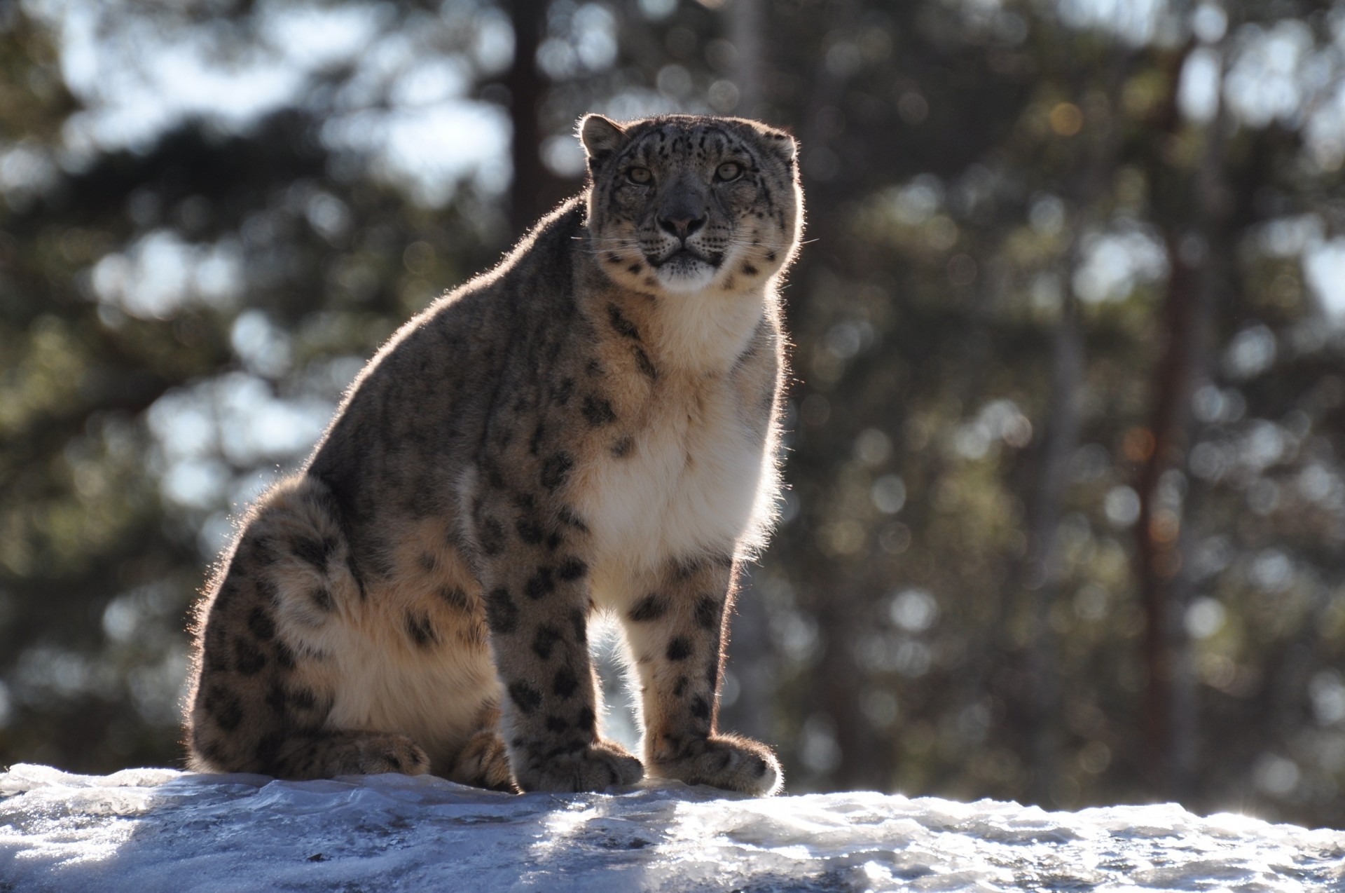 зверь хищник дикая кошка леопард