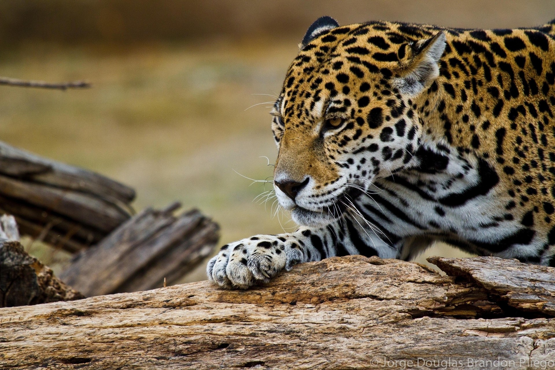 gato salvaje jaguar dientes