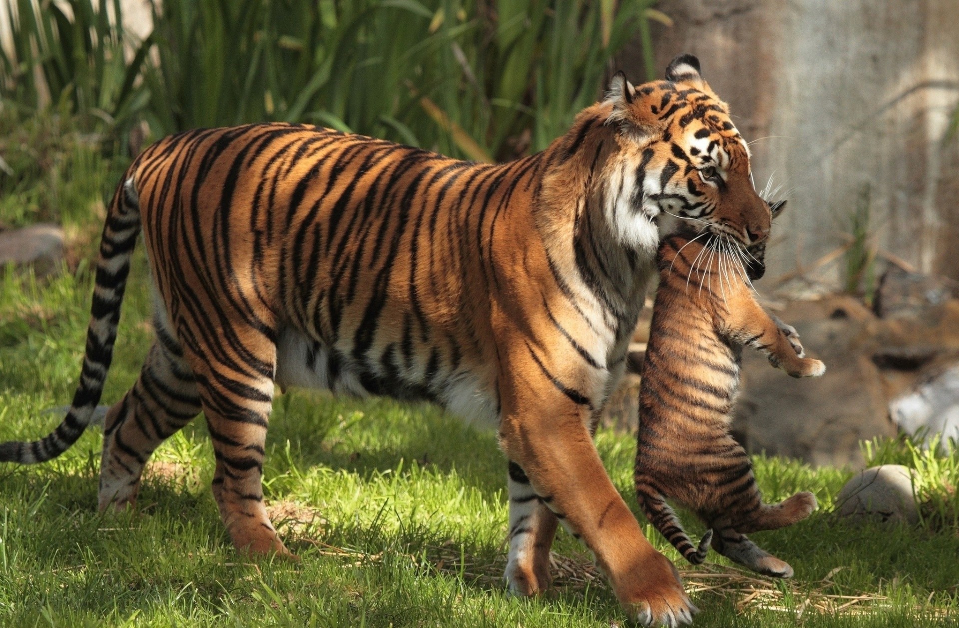 tigres maternité chapeaux