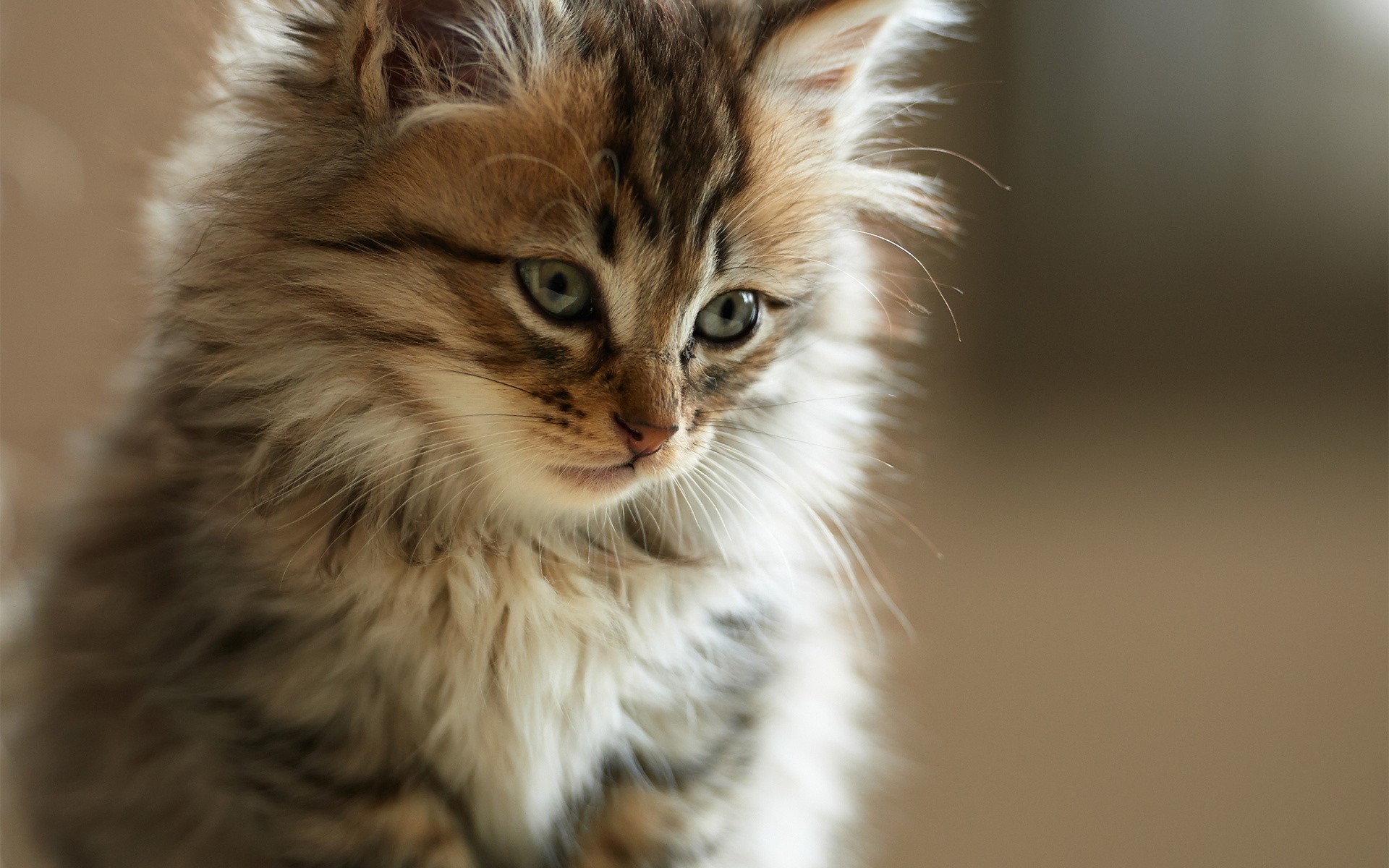 aufmerksamkeit katze zähne fell