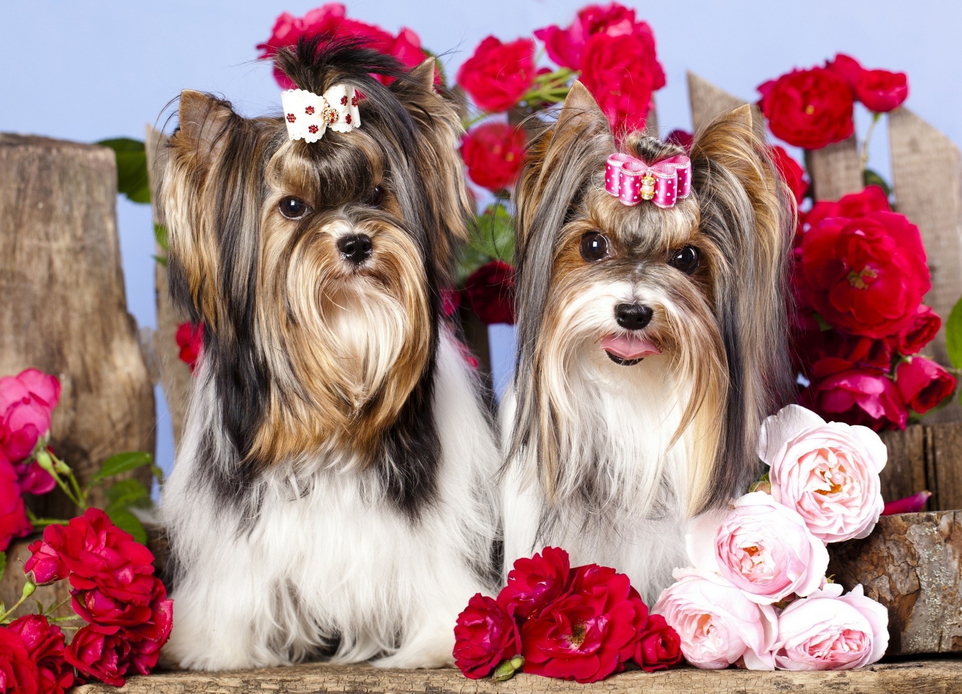 positiv rosen blumen foto hunde makro