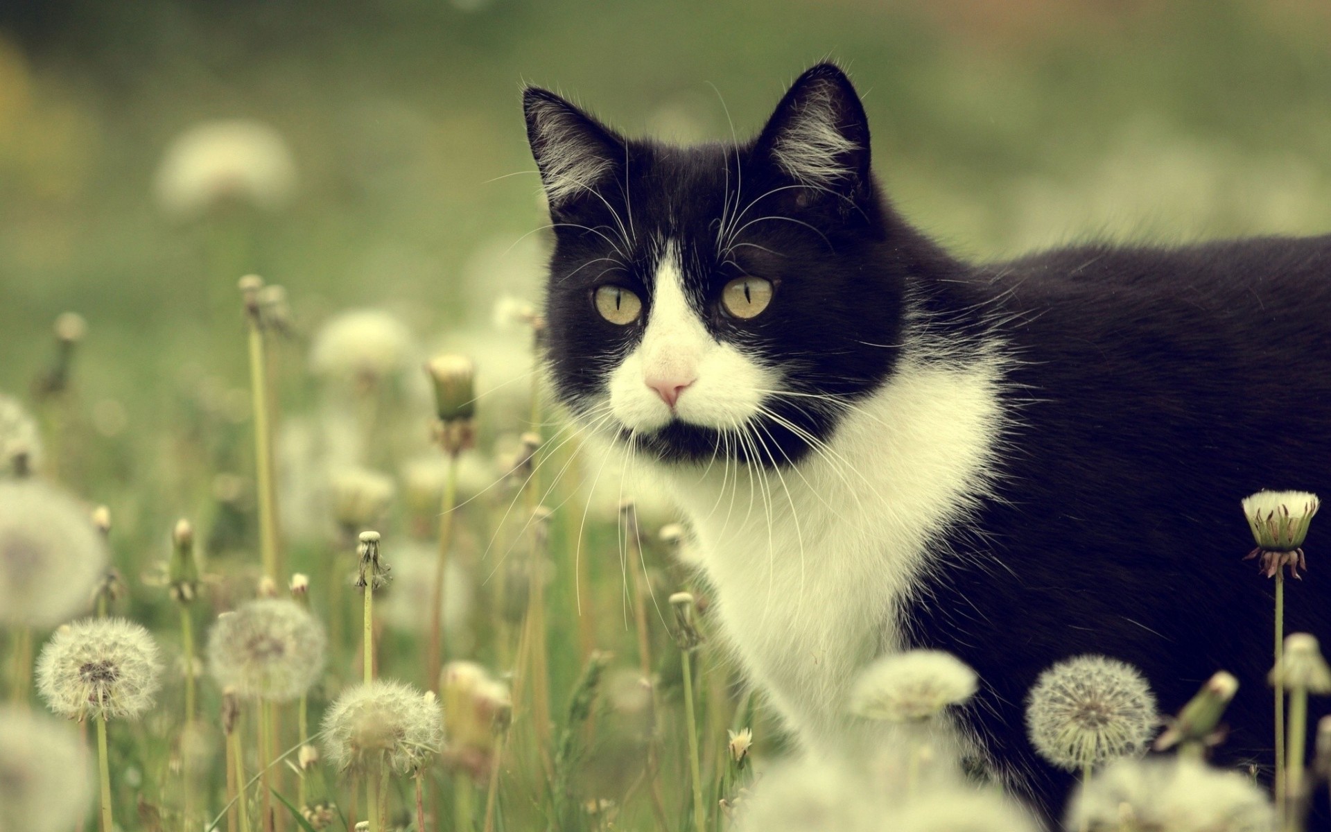 pissenlits prairie chat fleurs