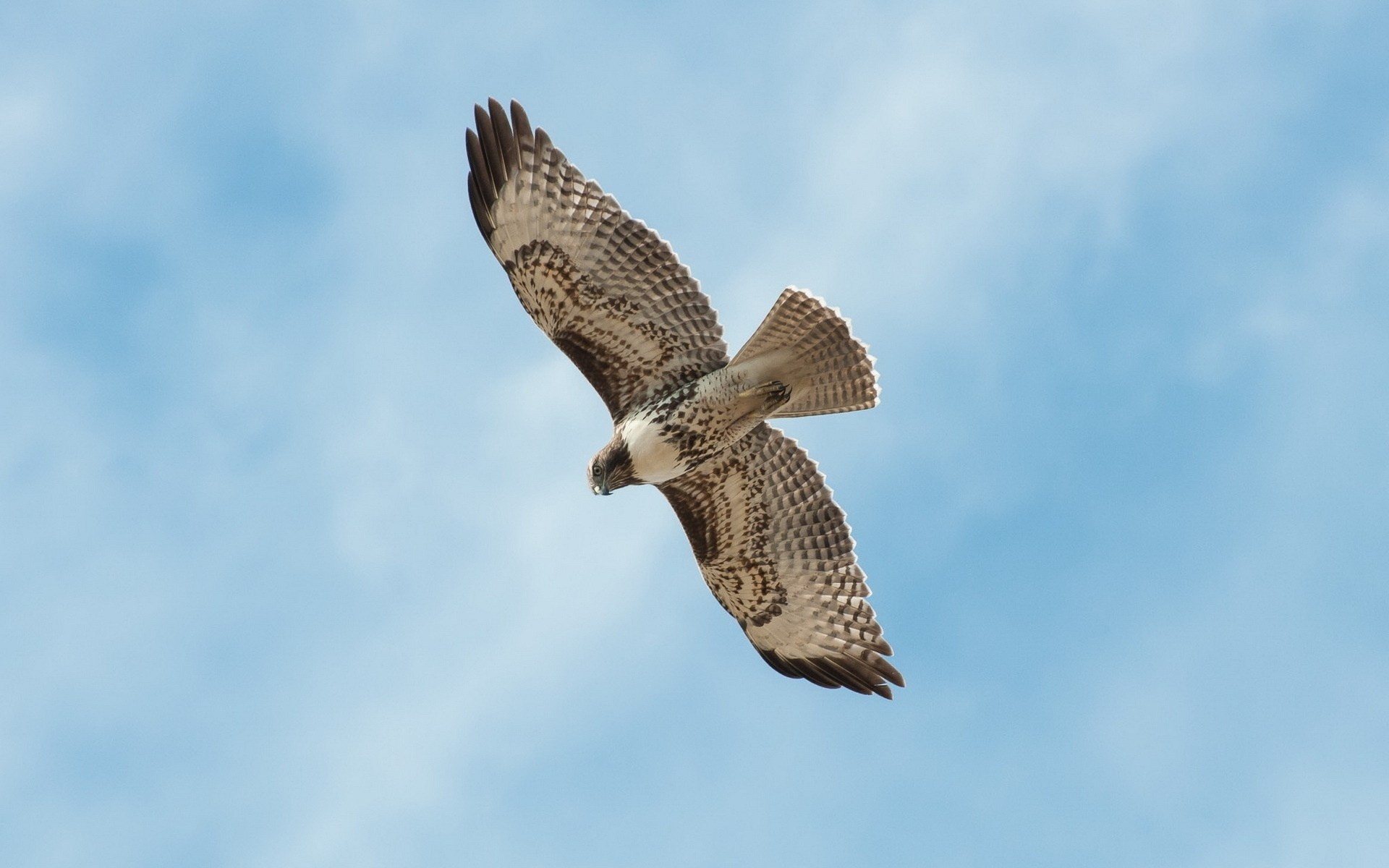 oiseaux ciel faucon