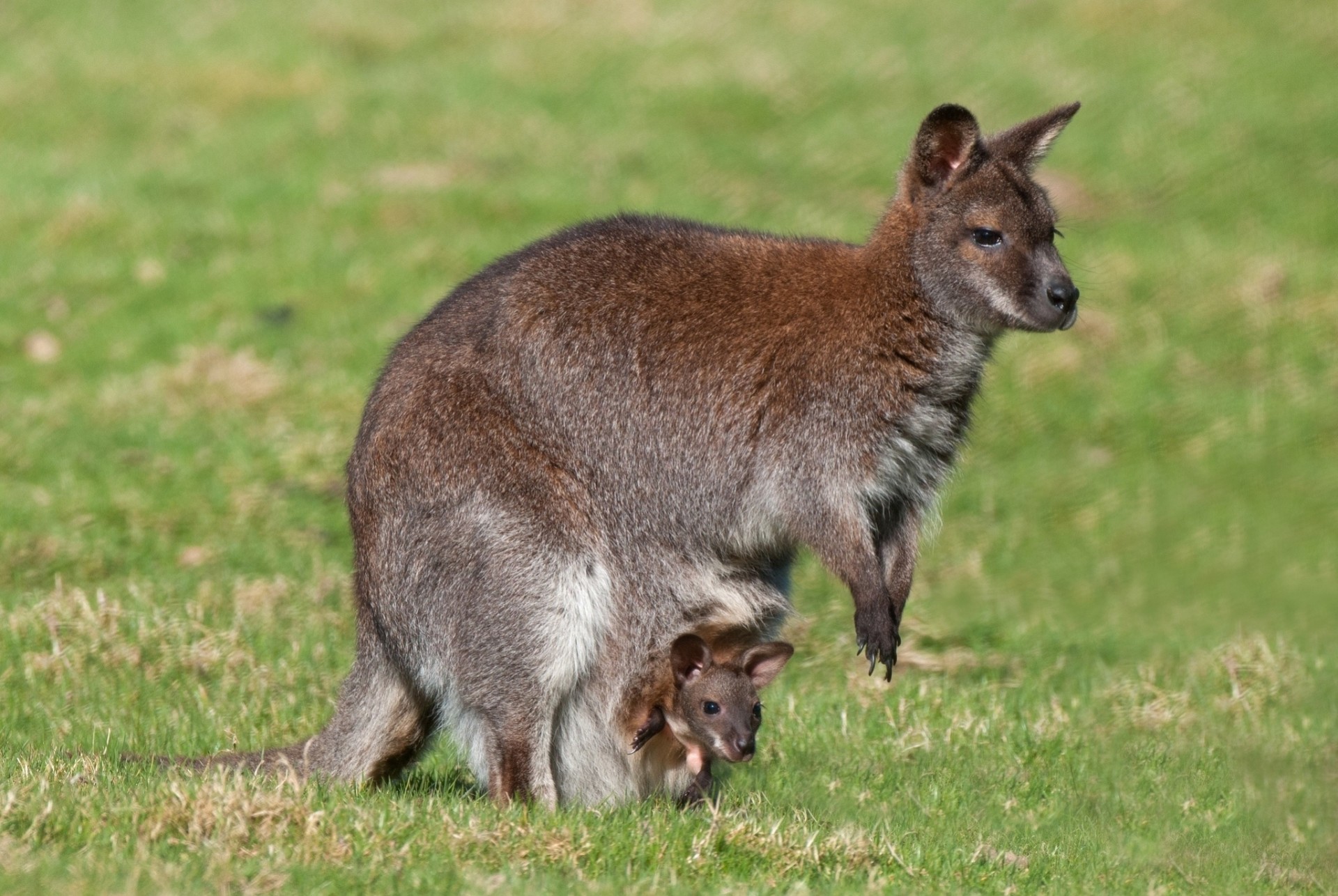 baby kangaroo maternity