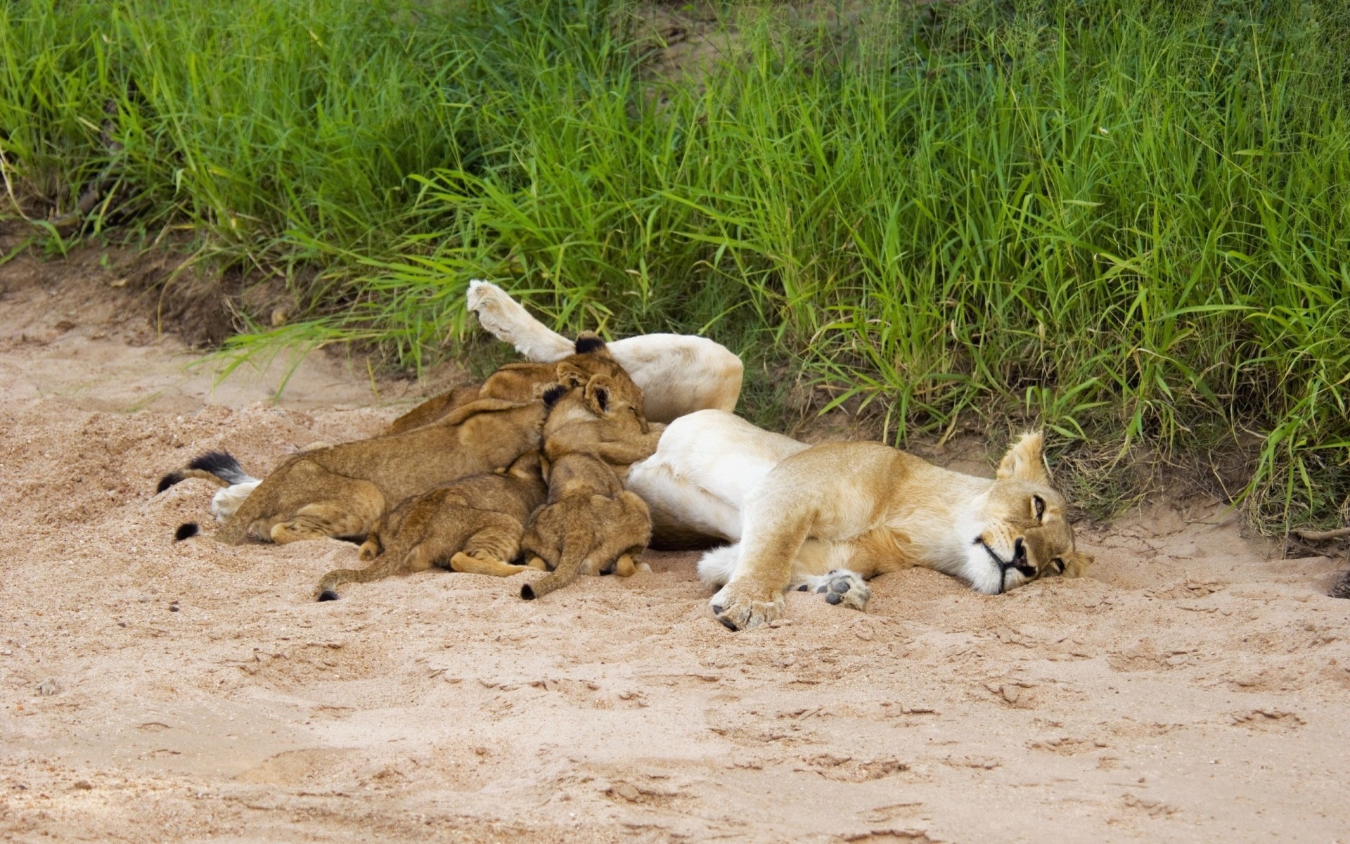 löwen sand gras