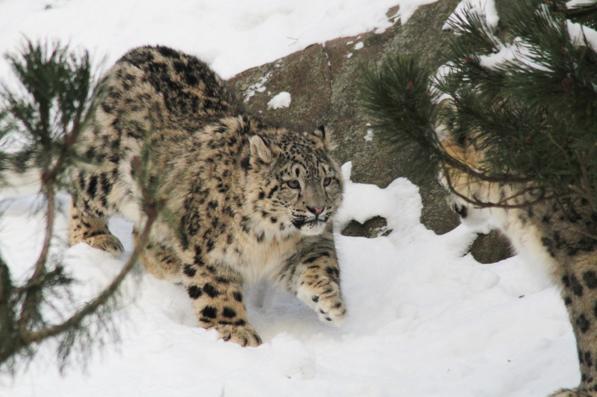 gato salvaje bestia cachorro leopardo