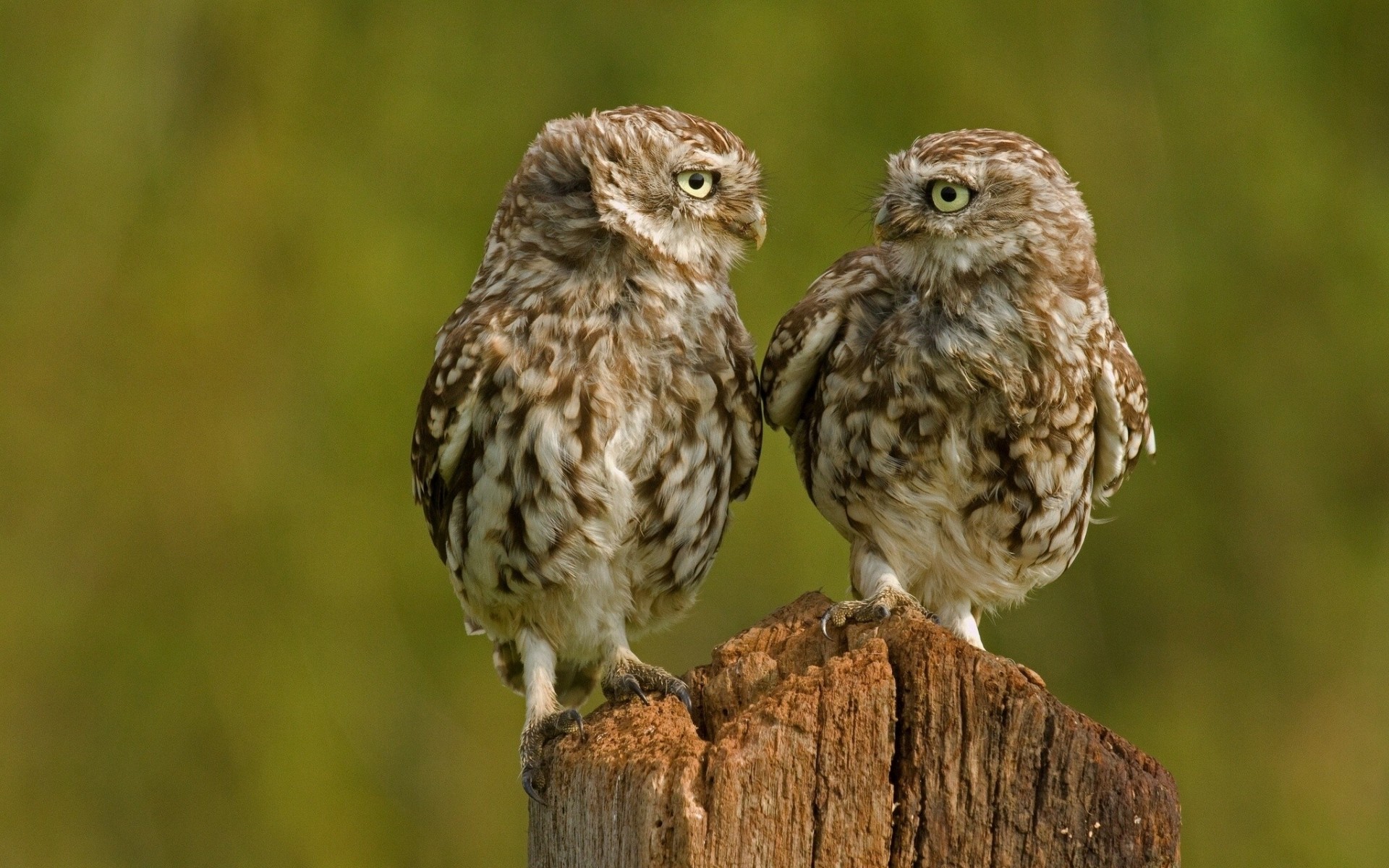 hiboux poussins oiseaux