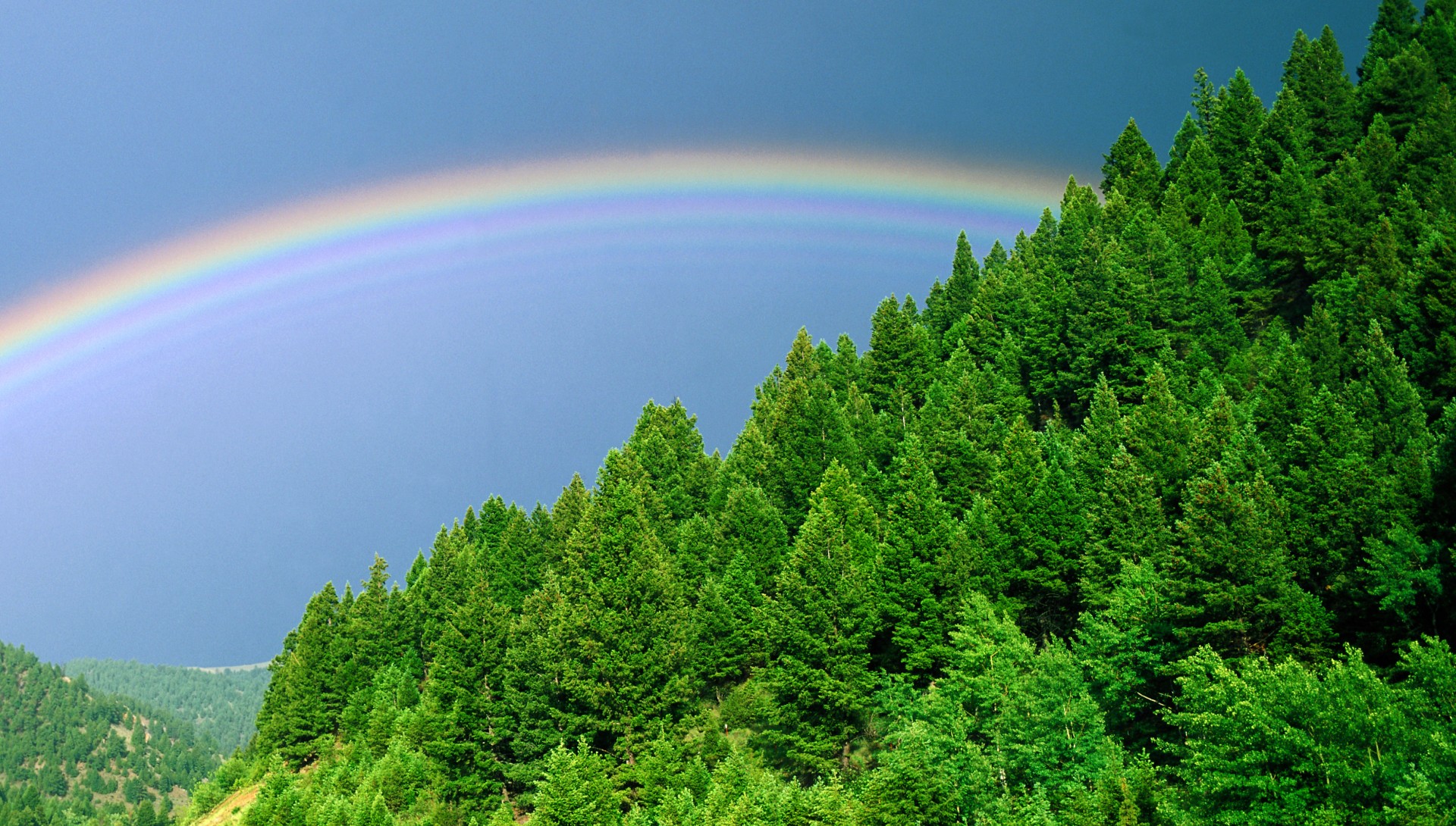 bäume regenbogen himmel grüns wald