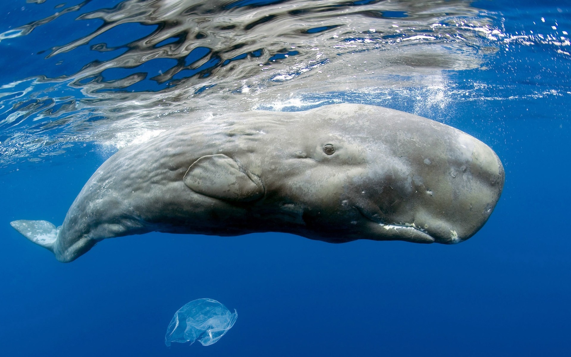 ocean surface size sperm whale body giant